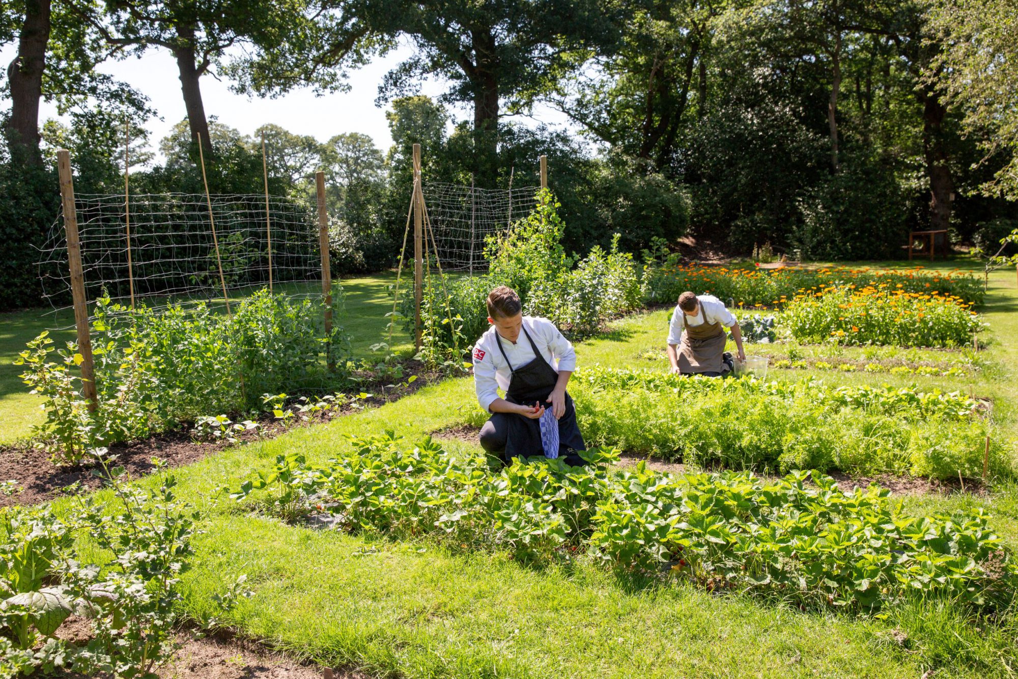 Narline - moestuin - koks