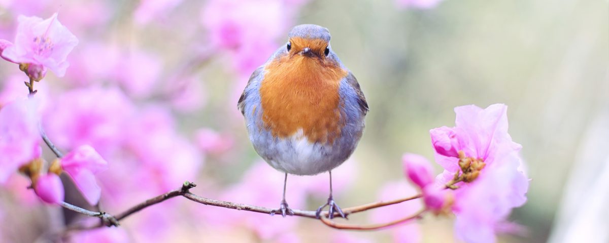 In de tuin van Narline zitten heel veel vogels waaronder roodborstjes.