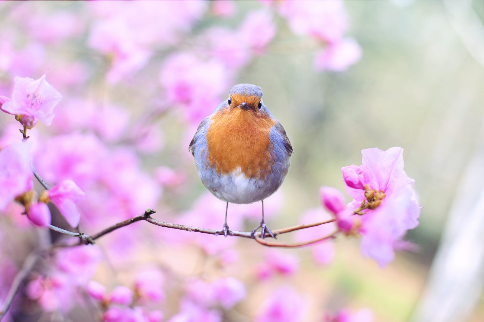 In de tuin van Narline zitten heel veel vogels waaronder roodborstjes.